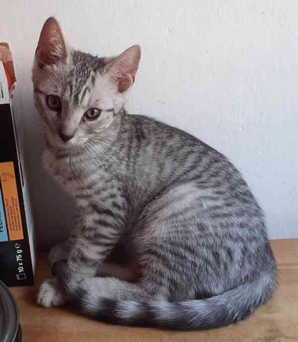 Světle šedivá Sára je klidná, 2,5měsíční milá kočička. - foto 1