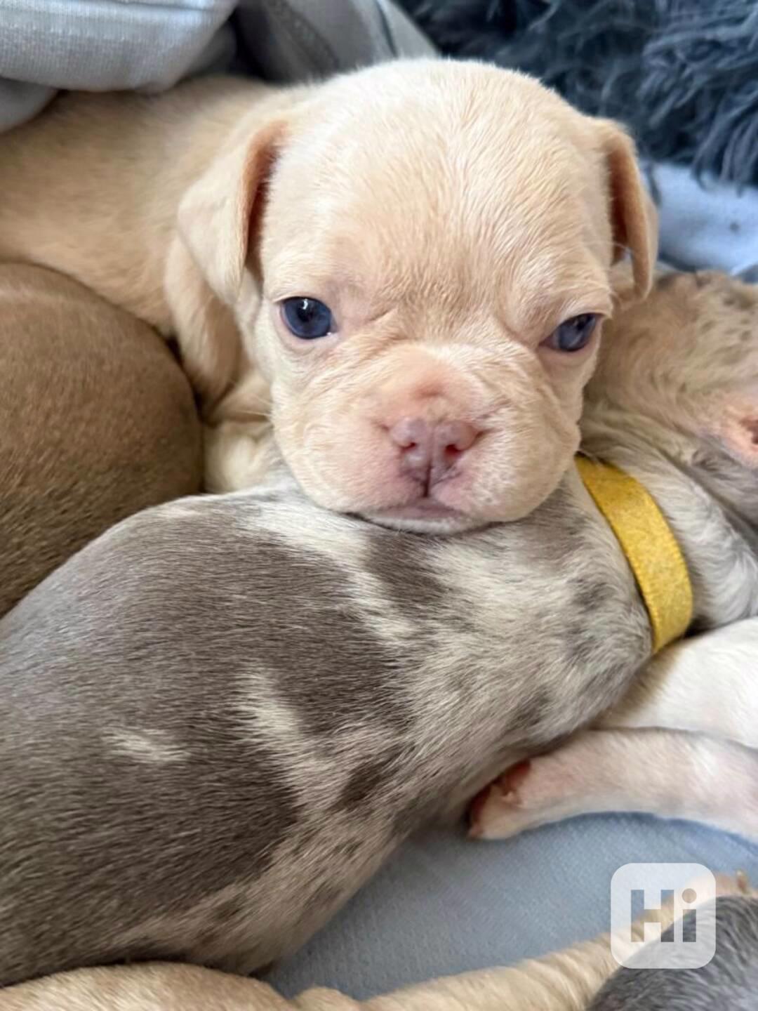 Francouzský buldoček štěňata s PP FCI - foto 1