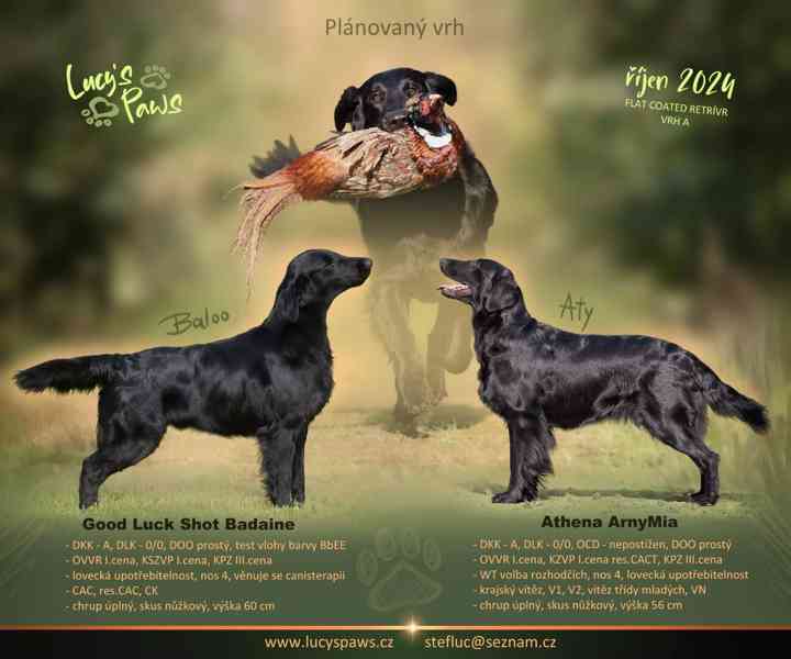 Štěně Flat Coated Retrievera s PP - foto 2