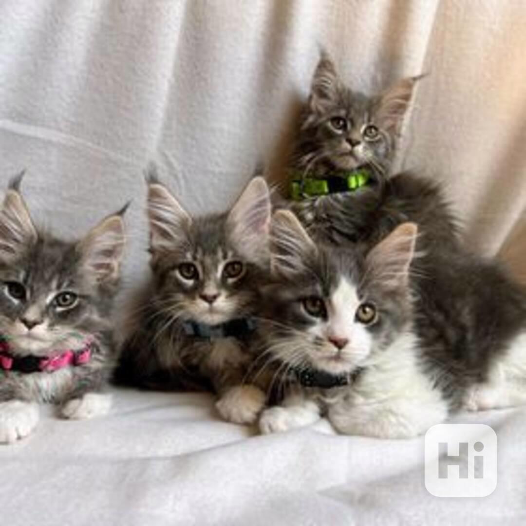 Plné Mainská mývalí koťata - foto 1