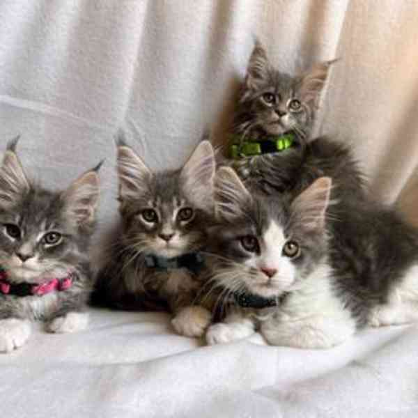 Plné Mainská mývalí koťata - foto 1