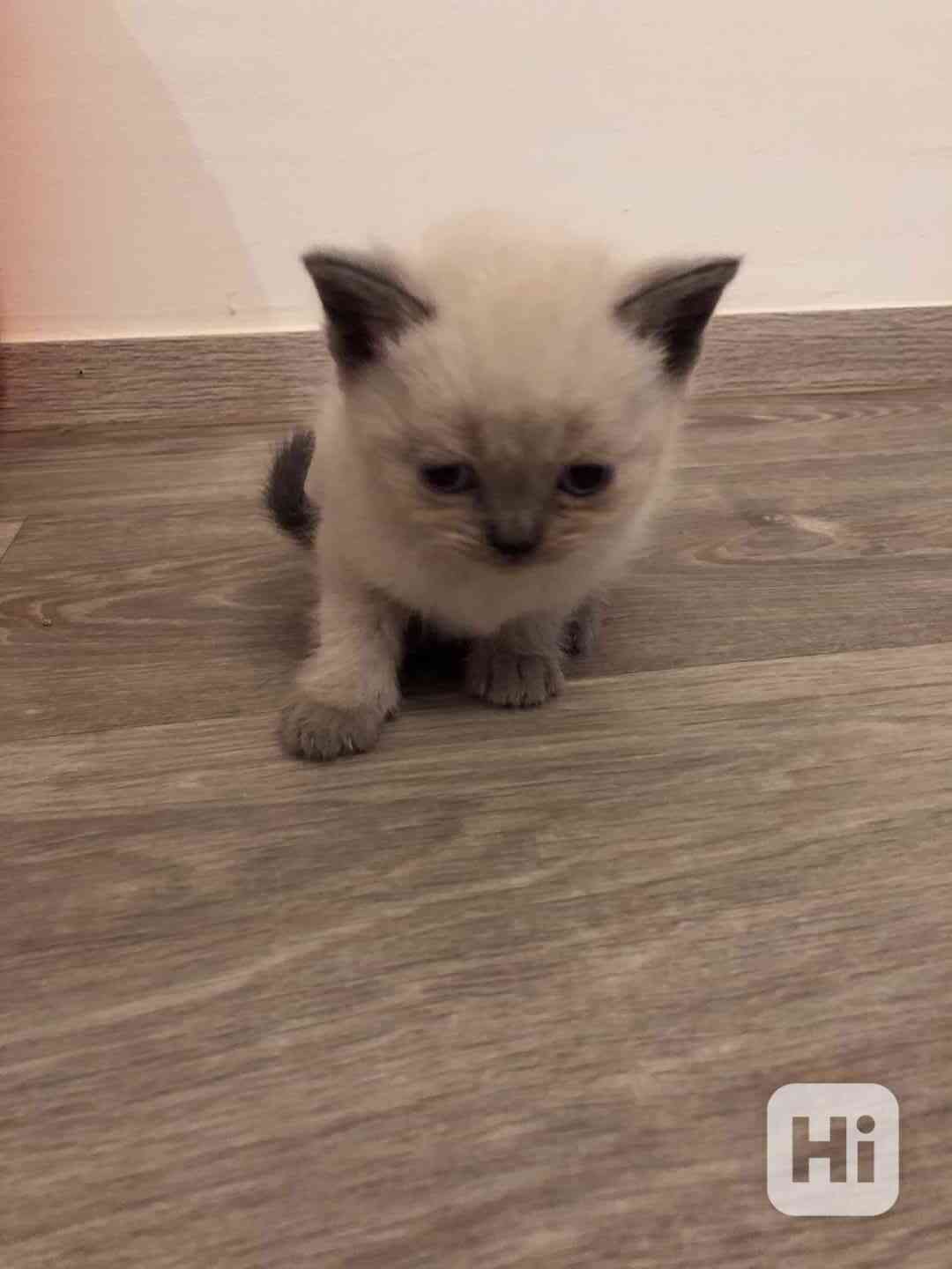 Britská koťata - foto 1