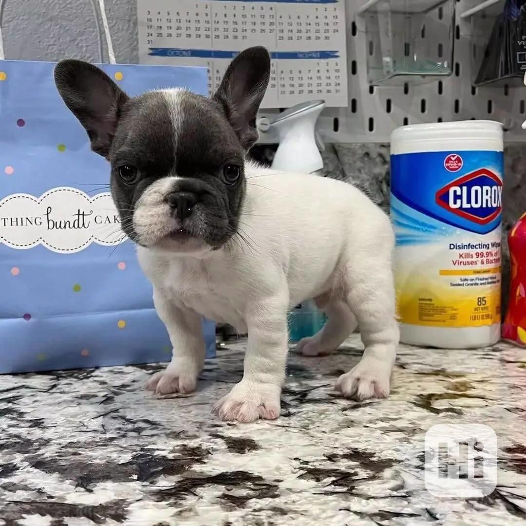 Francouzský buldoček - foto 1