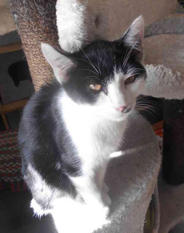 Úžasně mazliví 5,5měsíční bráškové Body a Doyle  - foto 6