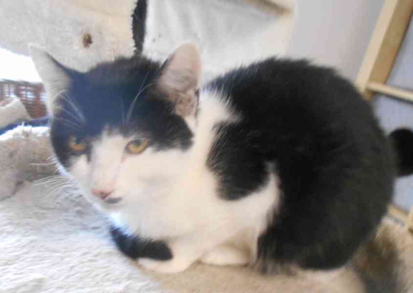 Úžasně mazliví 5,5měsíční bráškové Body a Doyle  - foto 13