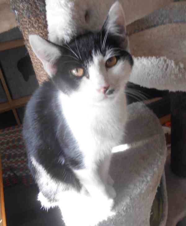 Úžasně mazliví 5,5měsíční bráškové Body a Doyle  - foto 5