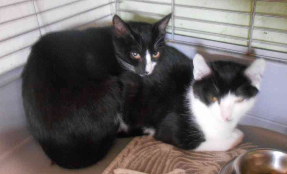 Úžasně mazliví 5,5měsíční bráškové Body a Doyle  - foto 9