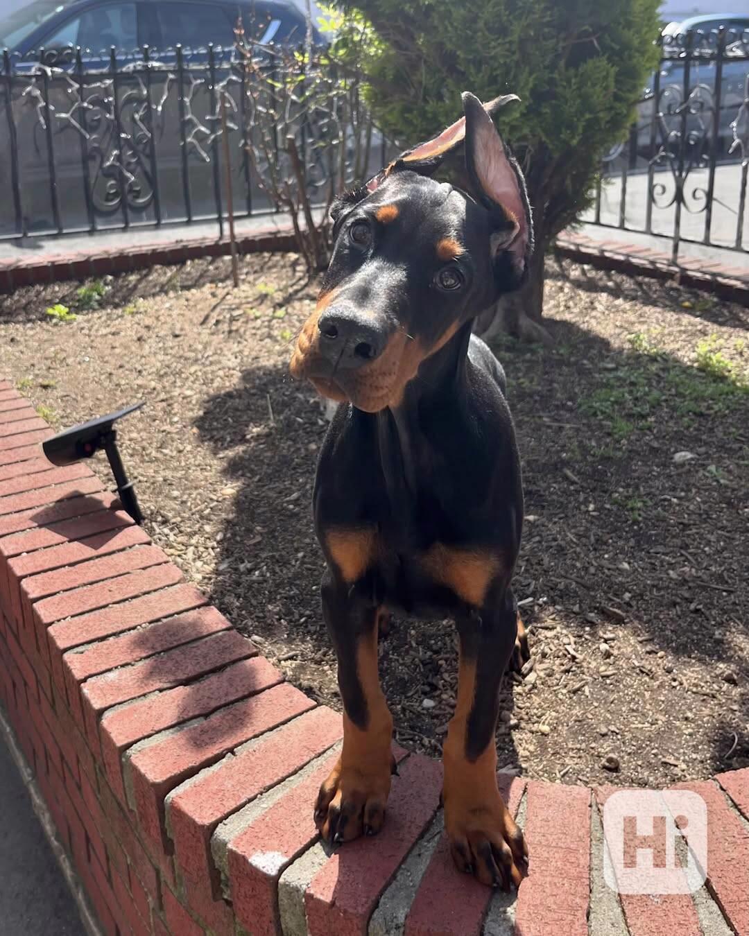 Adoptujte si ho, prosím - foto 1