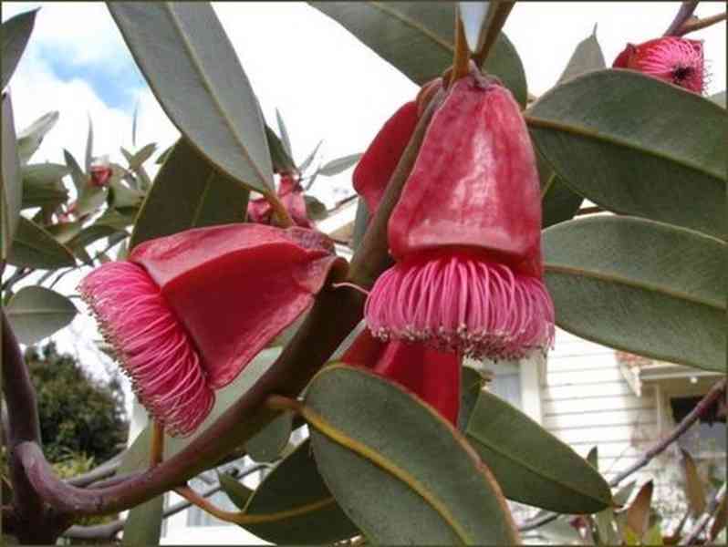 semena Eucalyptus Tetraptera