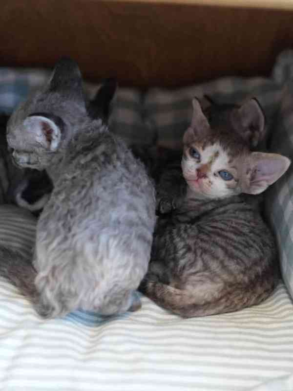 roztomilý a okouzlující kotě plemene devon rex na prodej - foto 2