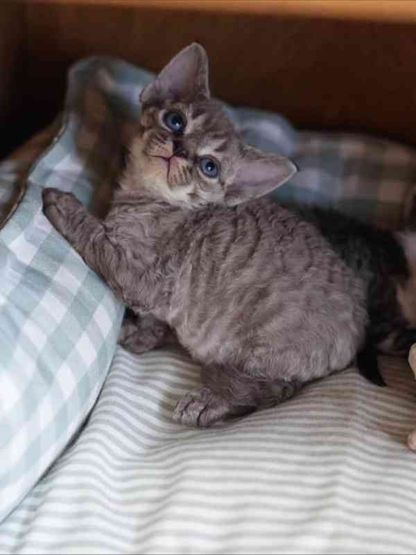 roztomilý a okouzlující kotě plemene devon rex na prodej - foto 3