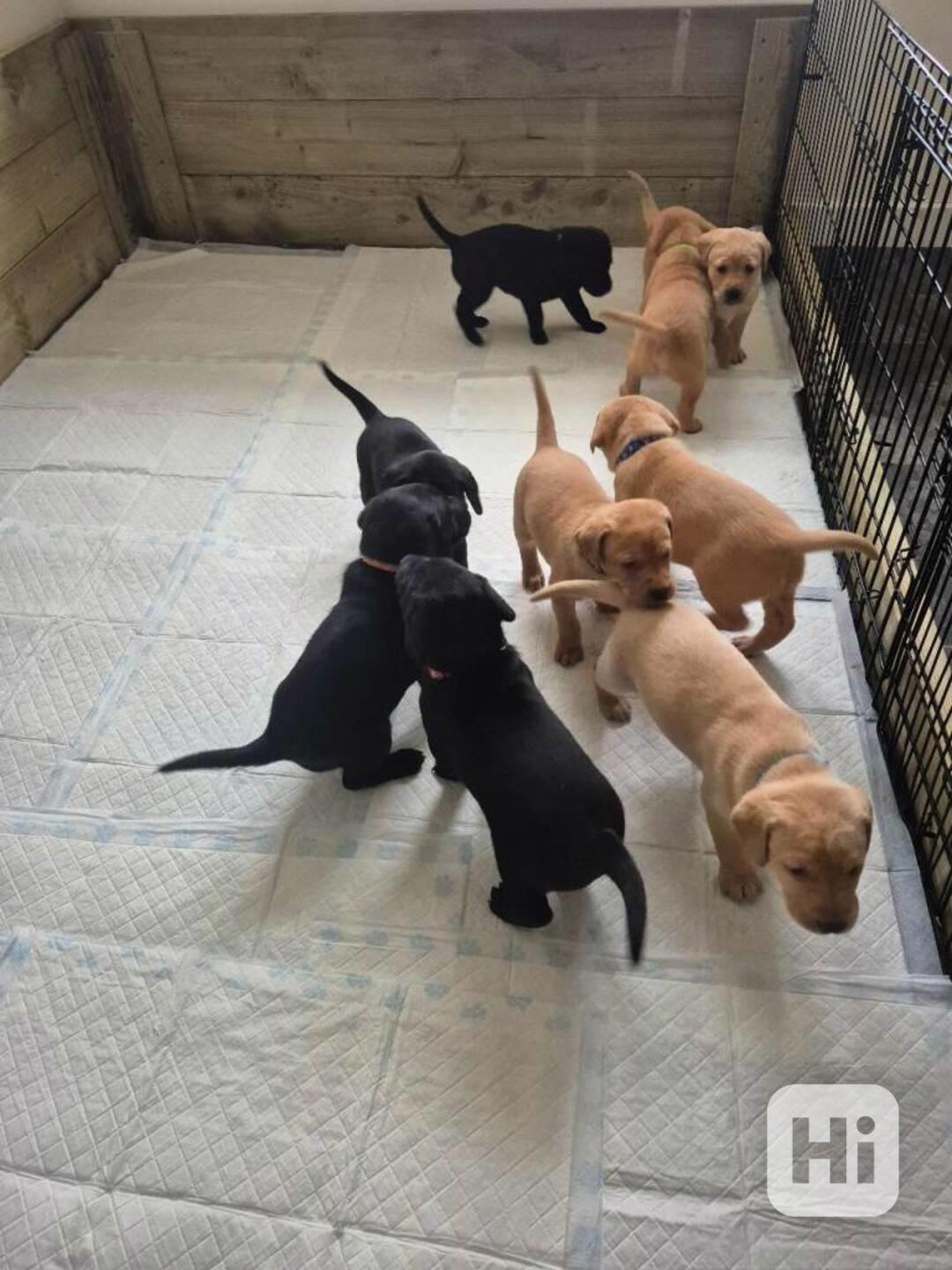 Štěňata labradorských retrívrů  - foto 1
