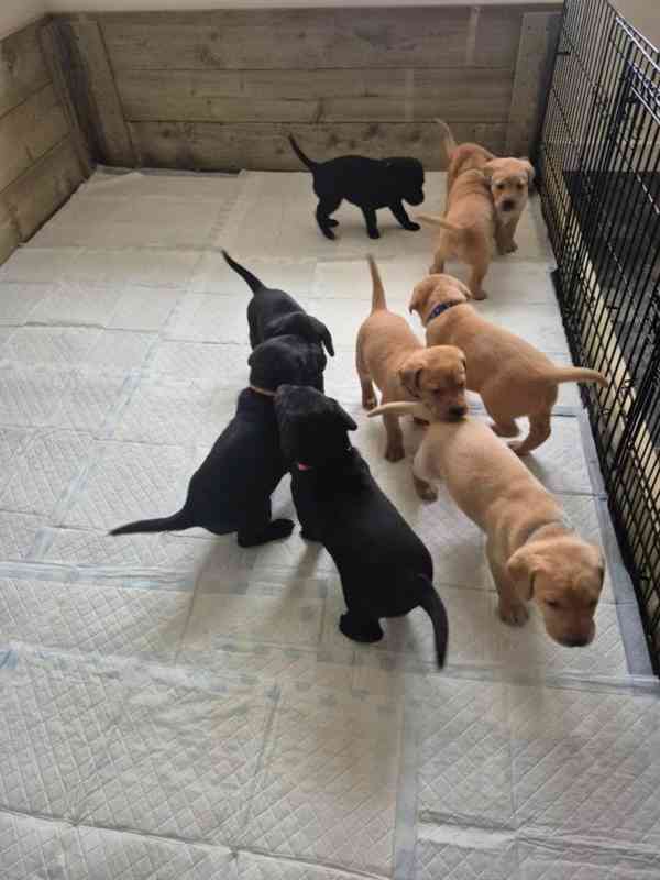 Štěňata labradorských retrívrů 