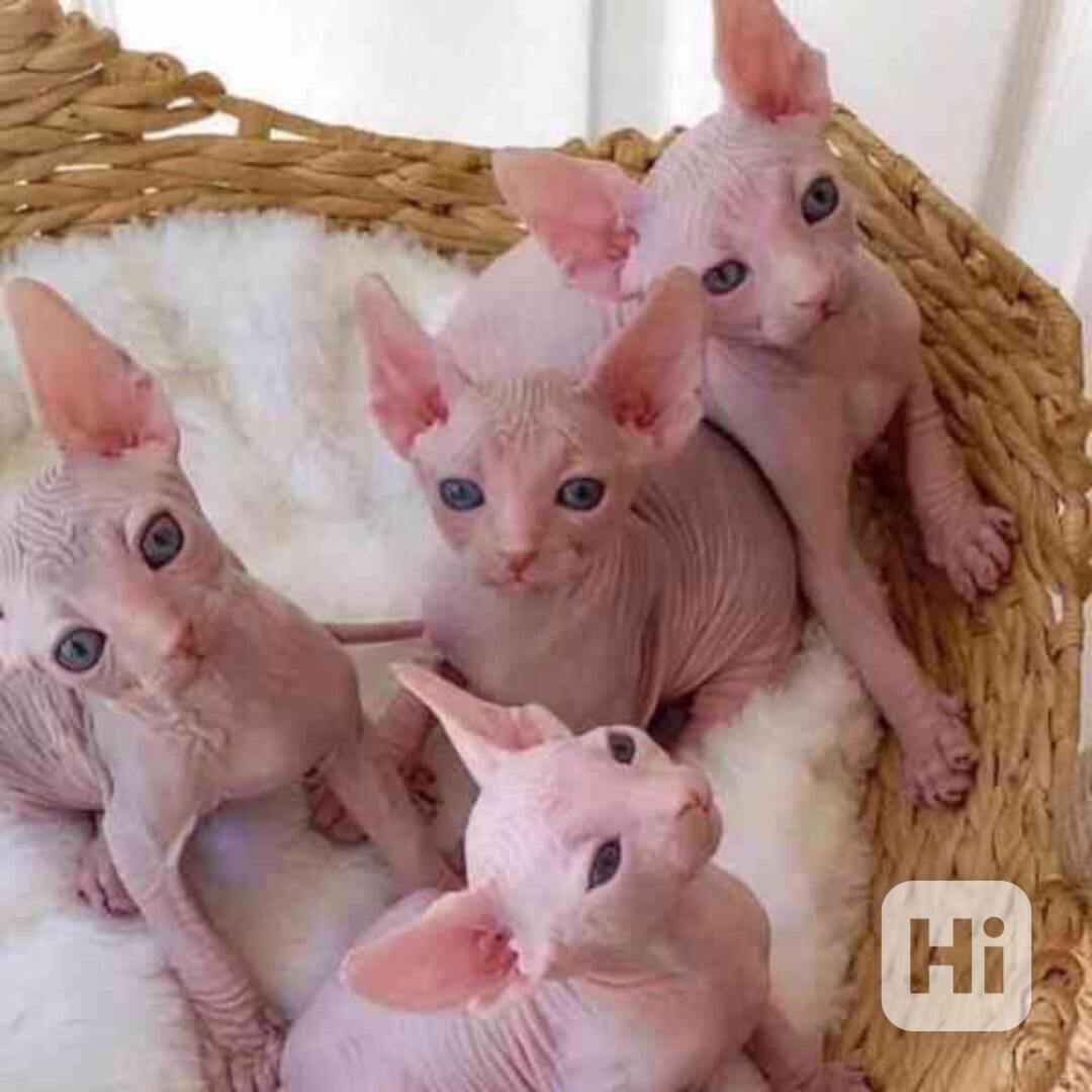 Koťata Sphynx - foto 1