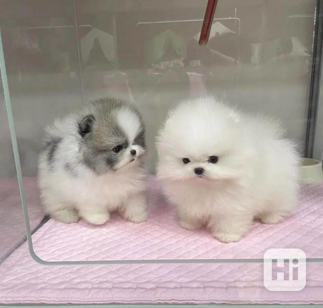 Rozkošná bezplatná štěňata pomeranianů na dárek   - foto 1