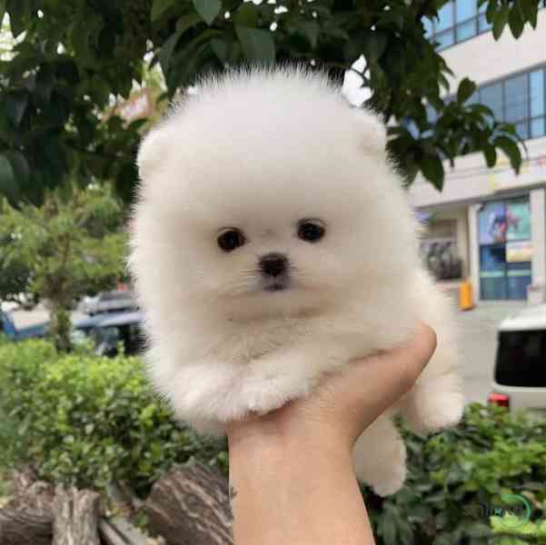 Rozkošná bezplatná štěňata pomeranianů na dárek   - foto 2