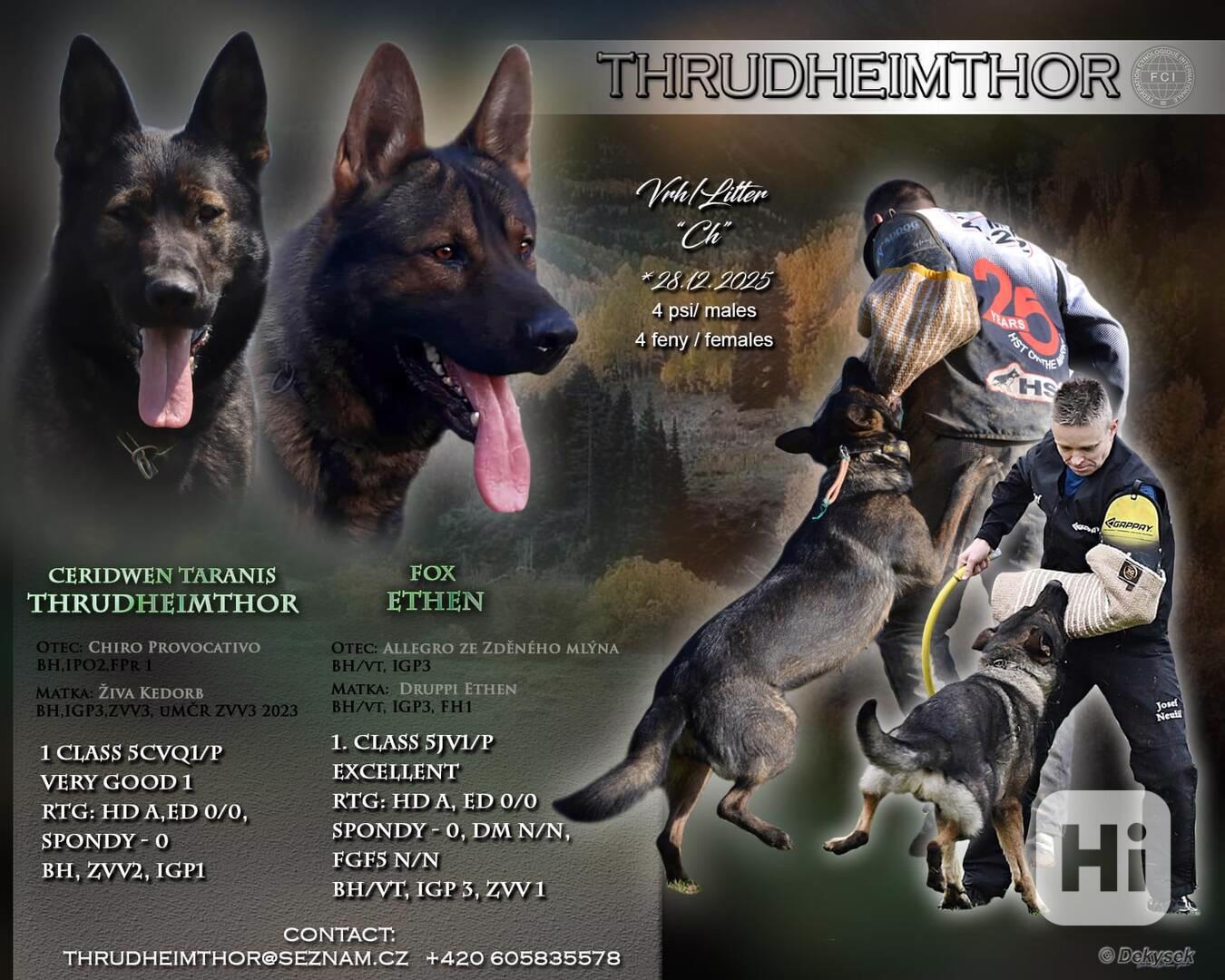 Německý ovčák s PP - foto 1