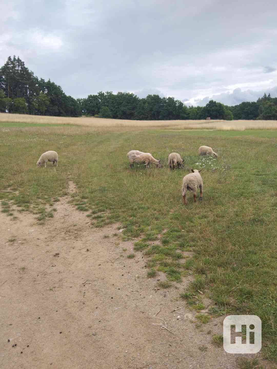 Jehňátka suffolk - foto 1