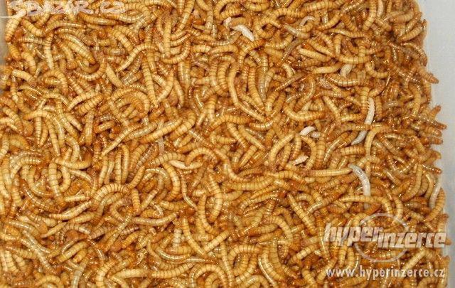 krmný hmyz za bezkonkurenční cenu - rozvoz zdarma - foto 6
