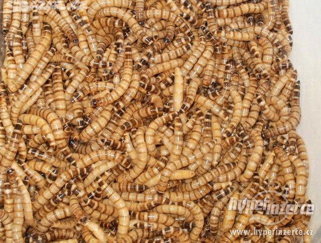 krmný hmyz za bezkonkurenční cenu - rozvoz zdarma - foto 7