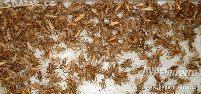krmný hmyz za bezkonkurenční cenu - rozvoz zdarma - foto 8