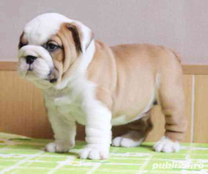 Rozkošná štěňata anglického buldoka k dispozici - foto 2