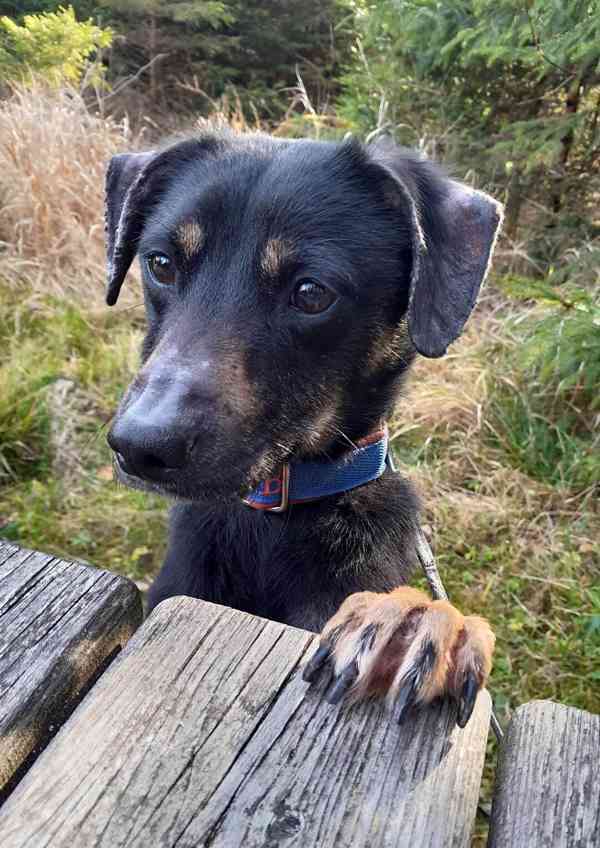 Darujeme nalezeného křížence - foto 9