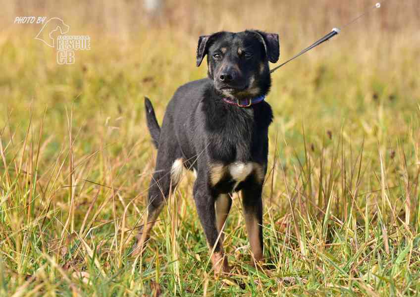 Darujeme nalezeného křížence - foto 10