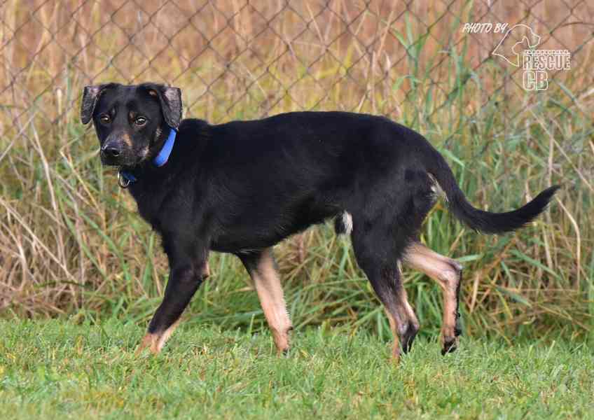 Darujeme nalezeného křížence - foto 3