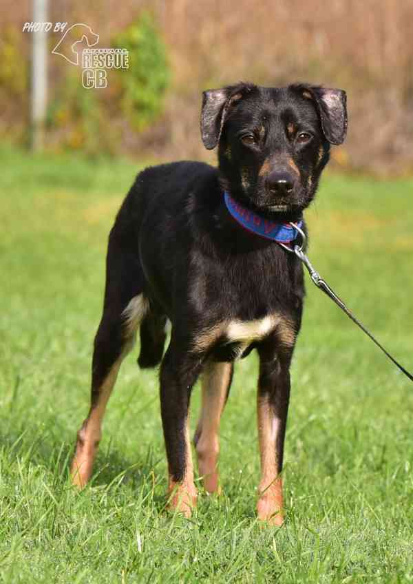 Darujeme nalezeného křížence - foto 5