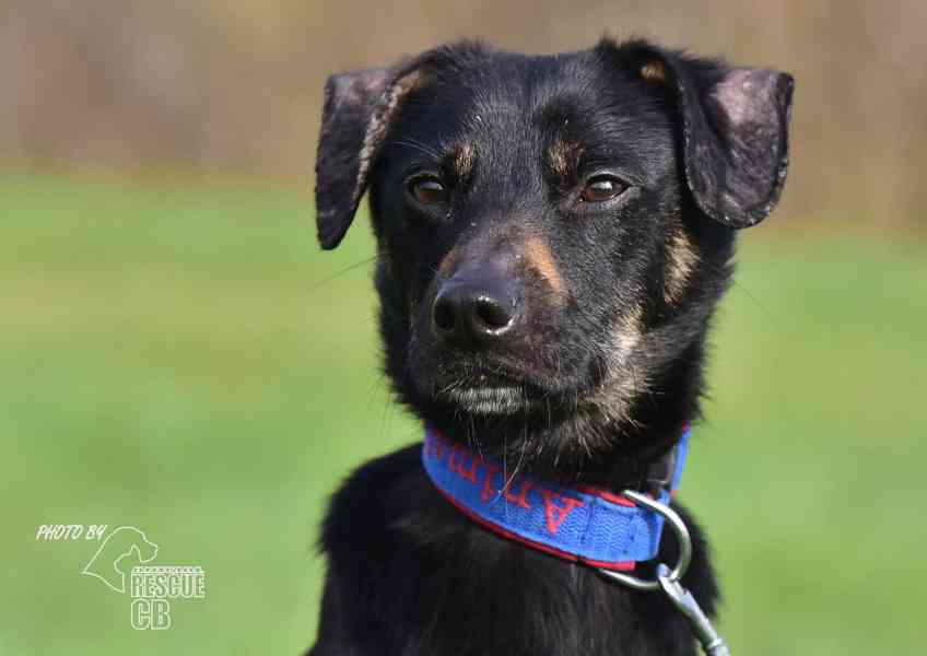 Darujeme nalezeného křížence - foto 6