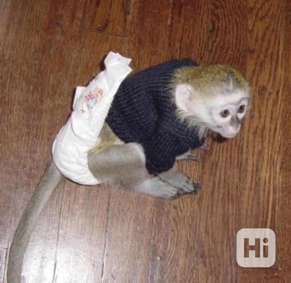 14týdenní mláďata kapucínských opic - foto 1