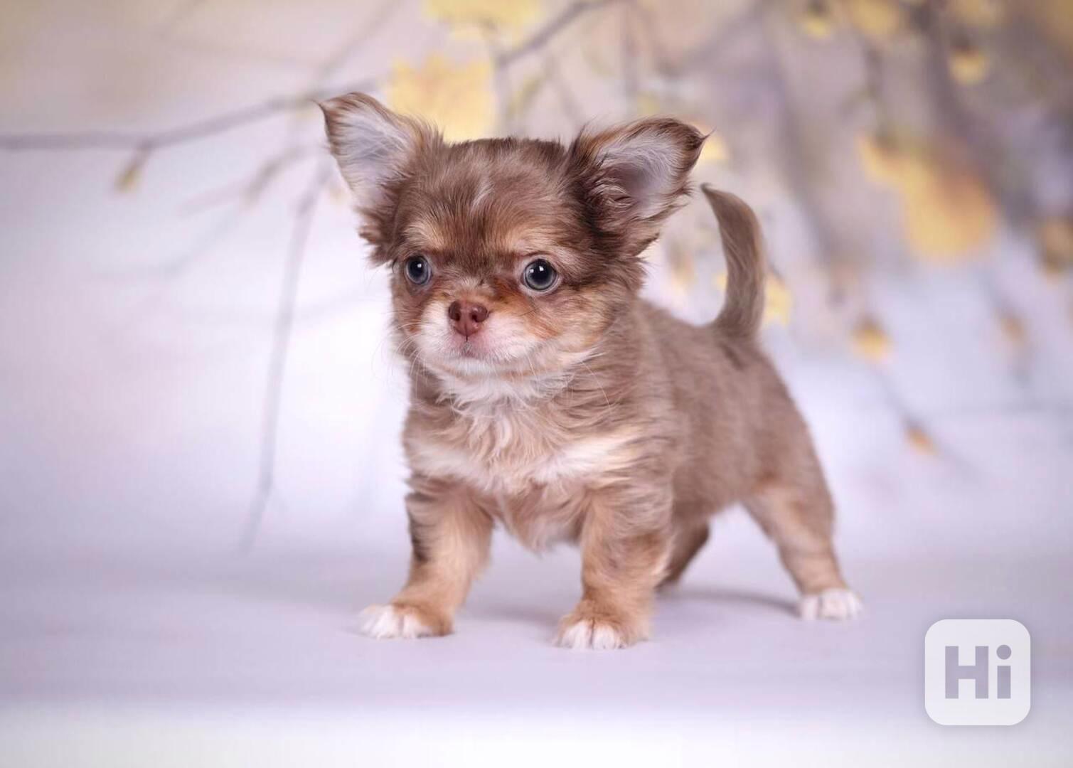 🌟 Roztomilé štěňátko čivavy hledá milující domov! 🌟 - foto 1