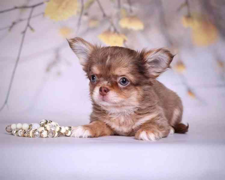 🌟 Roztomilé štěňátko čivavy hledá milující domov! 🌟 - foto 3