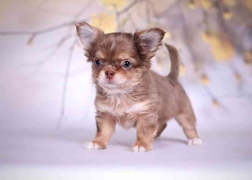 🌟 Roztomilé štěňátko čivavy hledá milující domov! 🌟 - foto 2