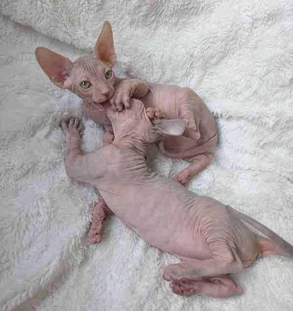 Koťata Sphynx na prodej, 2 kluci a 2 holky - foto 2