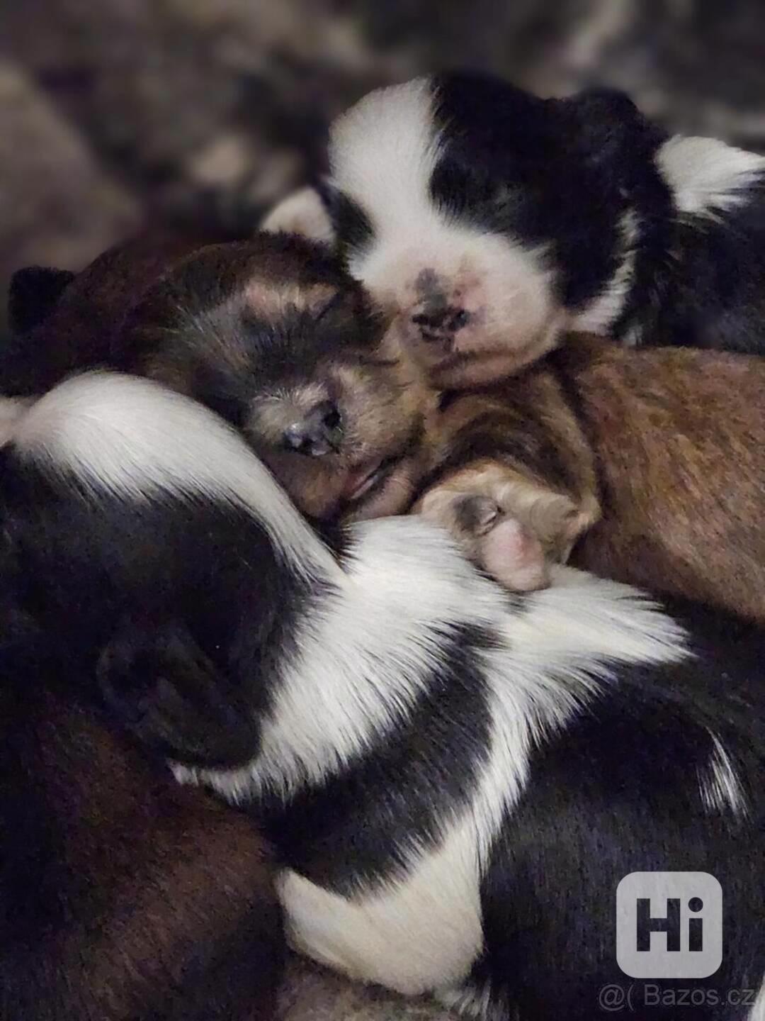 Havanský psík s PP v FCI  - foto 1