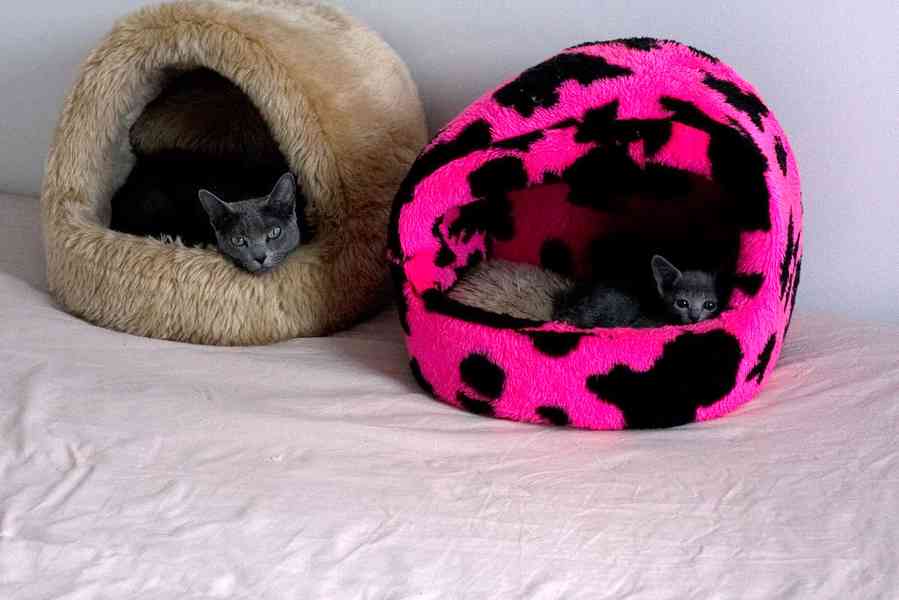 Ruská modrá koťátka - foto 3