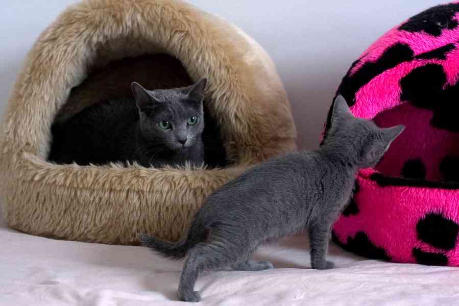 Ruská modrá koťátka - foto 1