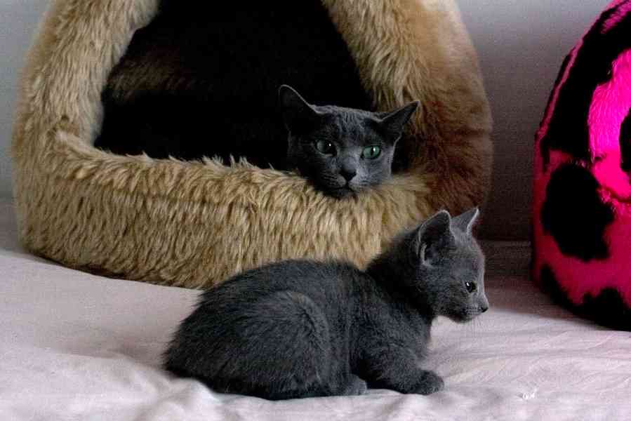 Ruská modrá koťátka - foto 2