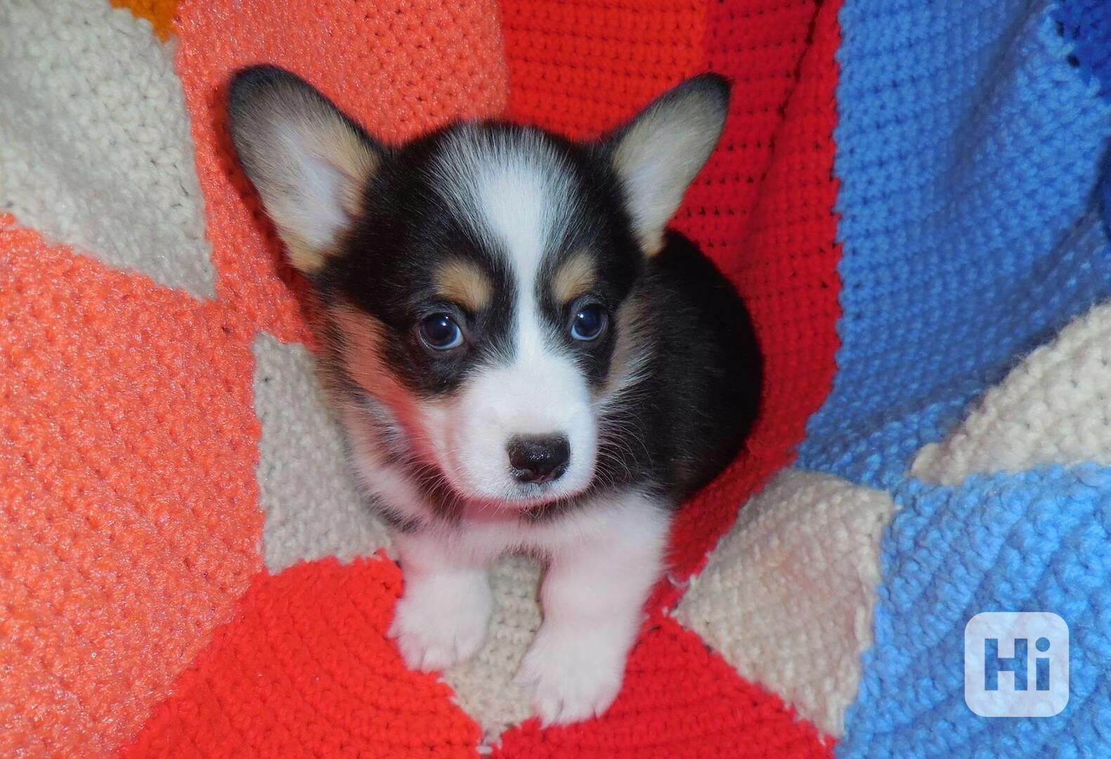Pembroke Welsh Corgi Puppies AVAILABLE - foto 1