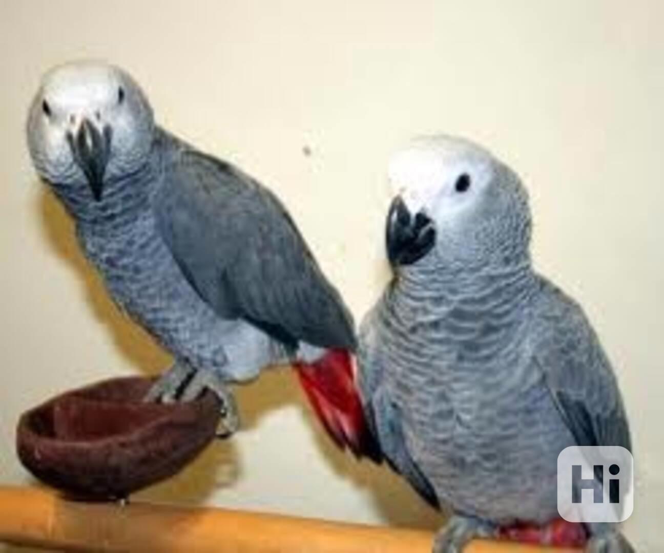 Sladcí a milí afričtí šedí papoušci - foto 1