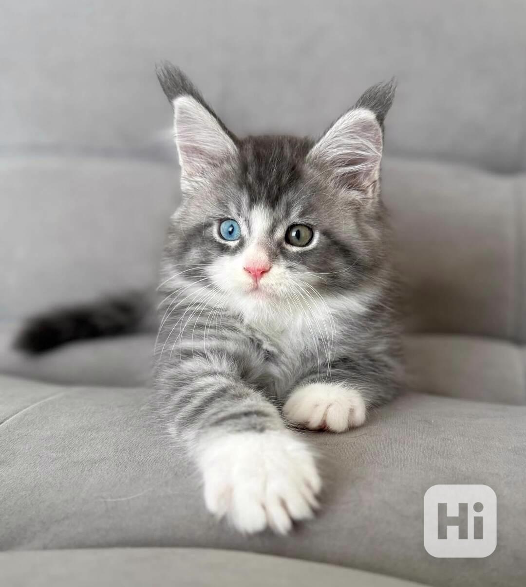 Kotě Mainské mývalí kočky k adopci - foto 1