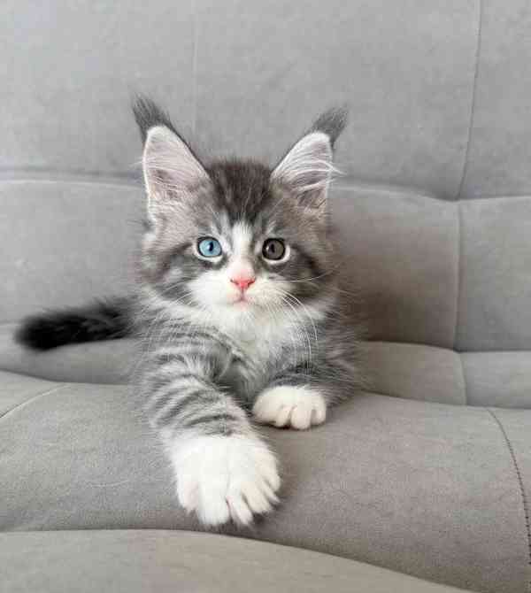 Kotě Mainské mývalí kočky k adopci - foto 3