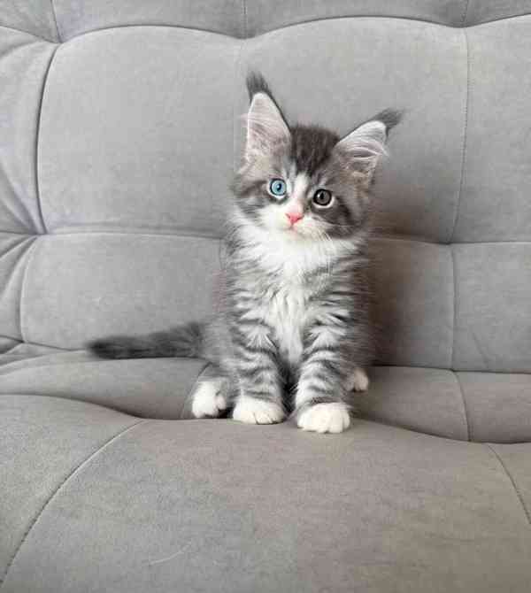 Kotě Mainské mývalí kočky k adopci - foto 2