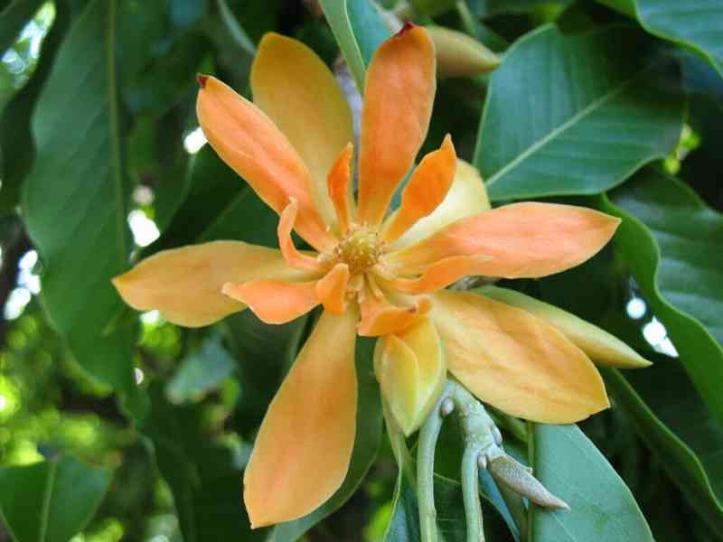 semena Michelia Champaca - Magnolia Champca - foto 1