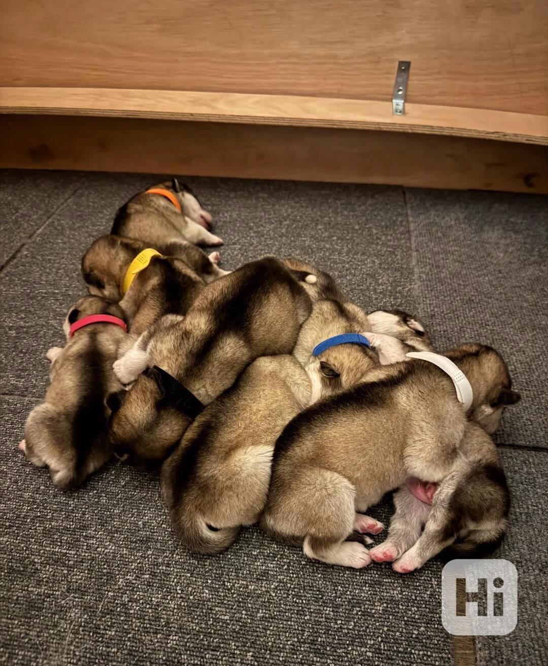 Štěňata aljašského malamuta s registrací C - foto 1