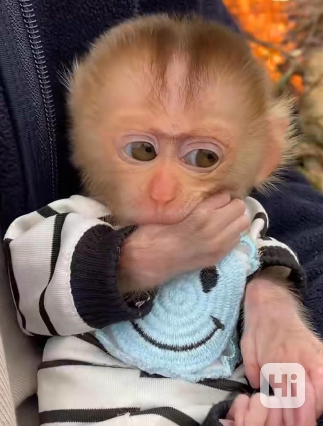 Socializované kapucínské opice k adopci - foto 1