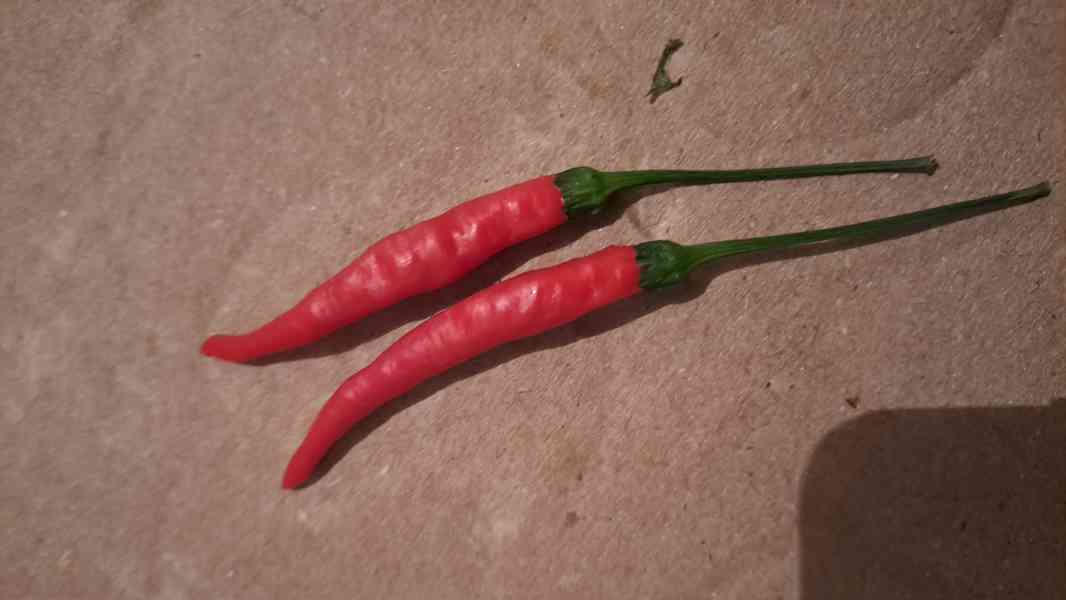 Chilli papričky semínka 5 druhů - foto 7