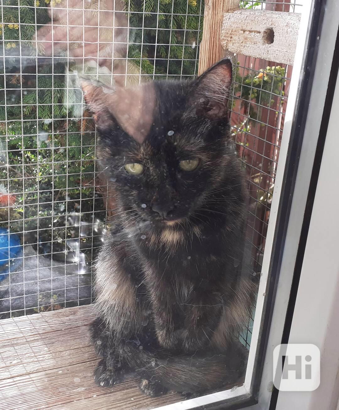 Krásná Sheila je 1roční želvovinová kočička, tmavá se - foto 1